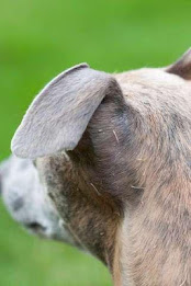 Whippet Puzzle poster 4