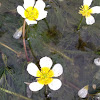 Water Crowfoot