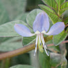 Fringed Spiderflower, Purple Cleome