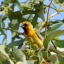 Hooded Oriole, male