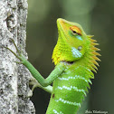 Green Forest Lizard