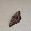 Black Witch Moth (female)