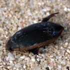 Diving beetle