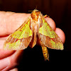 Splendid ghost moth (♀)