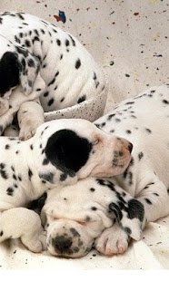 Lovely Dogs Wallpapers Screenshots 3