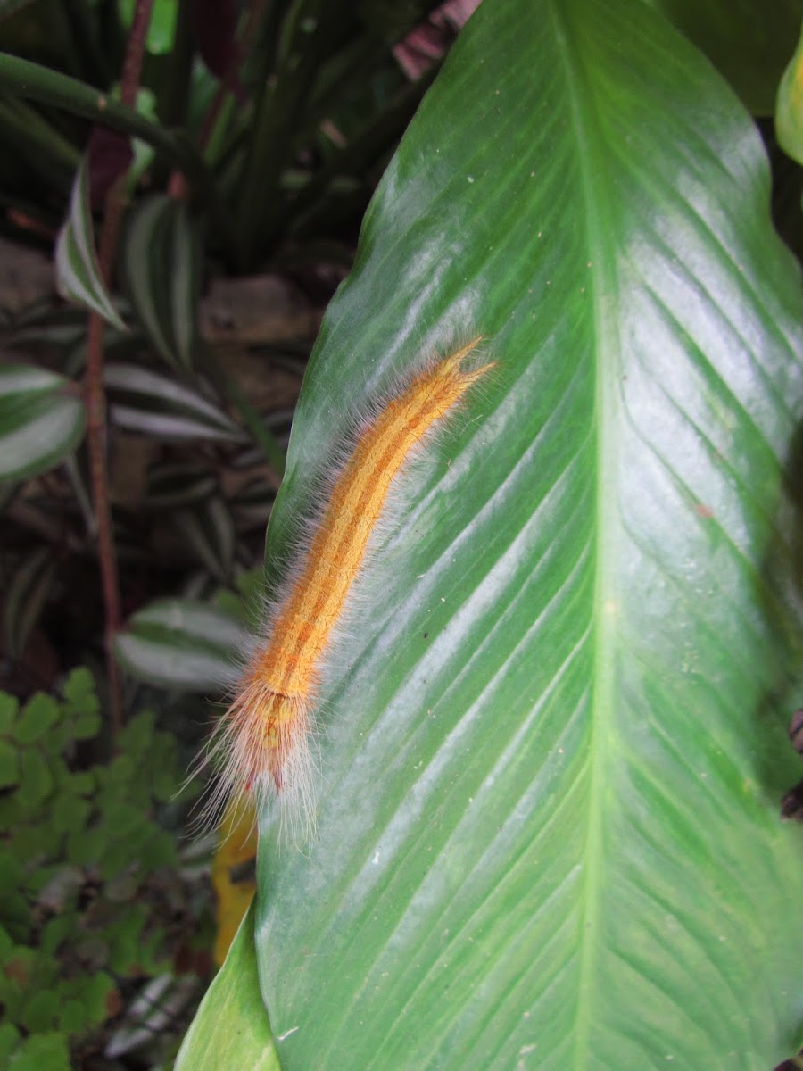 Palm King, brown larval form