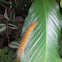 Palm King, brown larval form