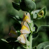Figwort Family-Scrophulariceae; Arabic - qataf, suwaida