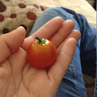 Cherry tomato