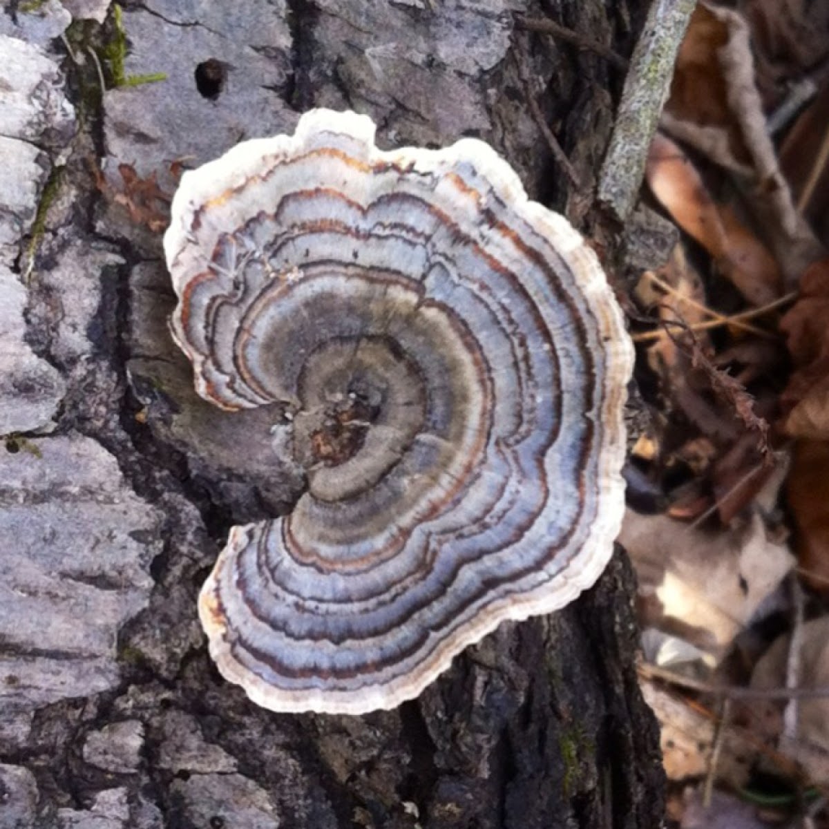 Turkey Tail Mushroom