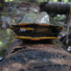 Western twist-necked turtle