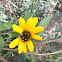 Anil/ Sunflower