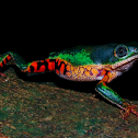 Orange-legged leaf frog