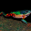 Orange-legged leaf frog