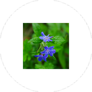 Download ImageViewer for Android Wear 1.0.1 APK for Android