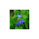 ImageViewer for Android Wear APK