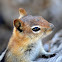 Golden-mantled ground squirrel