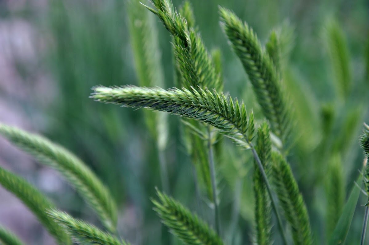 Crested wheatgrass