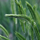 Crested wheatgrass