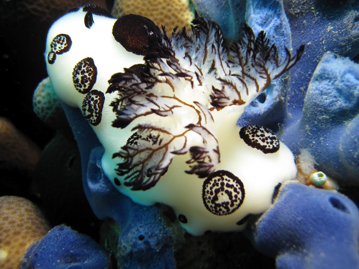 Funeral Pyre Nudibranch