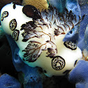 Funeral Pyre Nudibranch