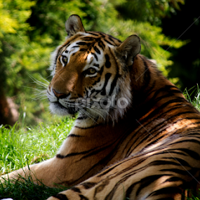 Tiger by Nikki Wilson - Animals Lions, Tigers & Big Cats