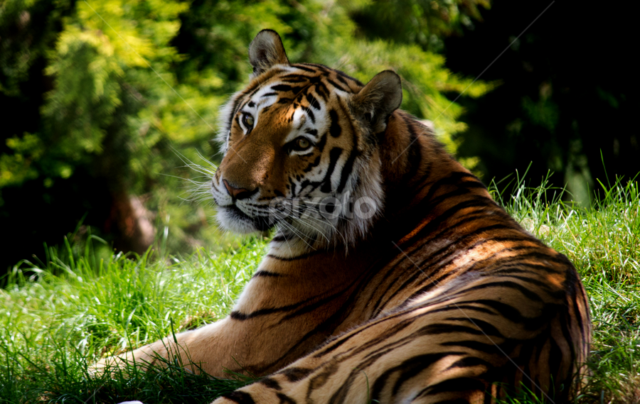 Tiger by Nikki Wilson - Animals Lions, Tigers & Big Cats