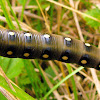 Gallium sphinx moth caterpillar