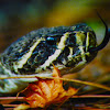 Eastern Diamondback Rattlesnake