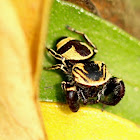 Wasp mimicking jumping spider