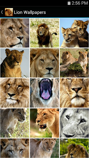 【免費生活App】Lion Wallpapers-APP點子