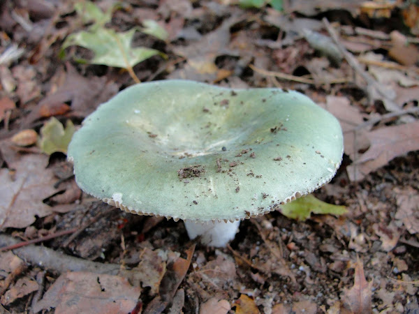 Grass-Green Russula | Project Noah
