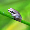 Eastern Sedge Frog