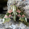 Lime Hawk Moth