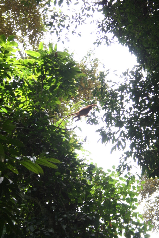 Maroon Leaf-monkey