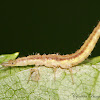 Brown Lacewing larvae