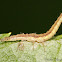 Brown Lacewing larvae