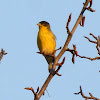 Lesser Gold Finch