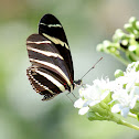 Longwing Zebra