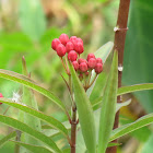 Scarlet milkweed, buds and seed pods