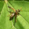 Wasp/Hornet/Yellowjacket