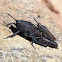 Black Cone-headed Grasshoppers