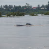 Irrawaddy Dolphin