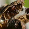 African Mask Crab Spider
