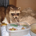 Raccoon