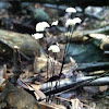 Pinwheel mushroom