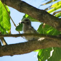 White Tern (juvenile)