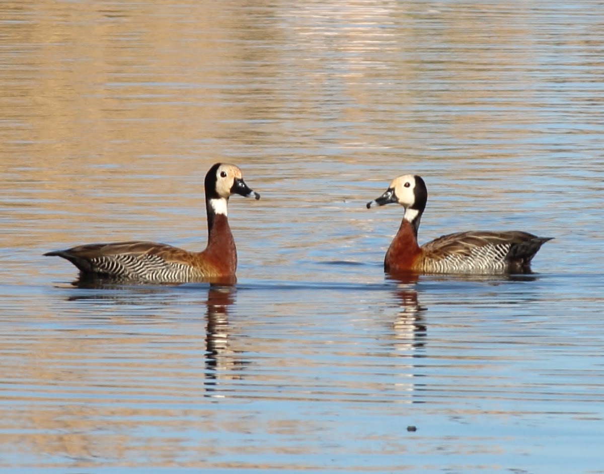 White-faced Whistling Duck / Nonnetjie-eend