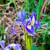 Oregon Iris