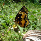 Bordered Patch